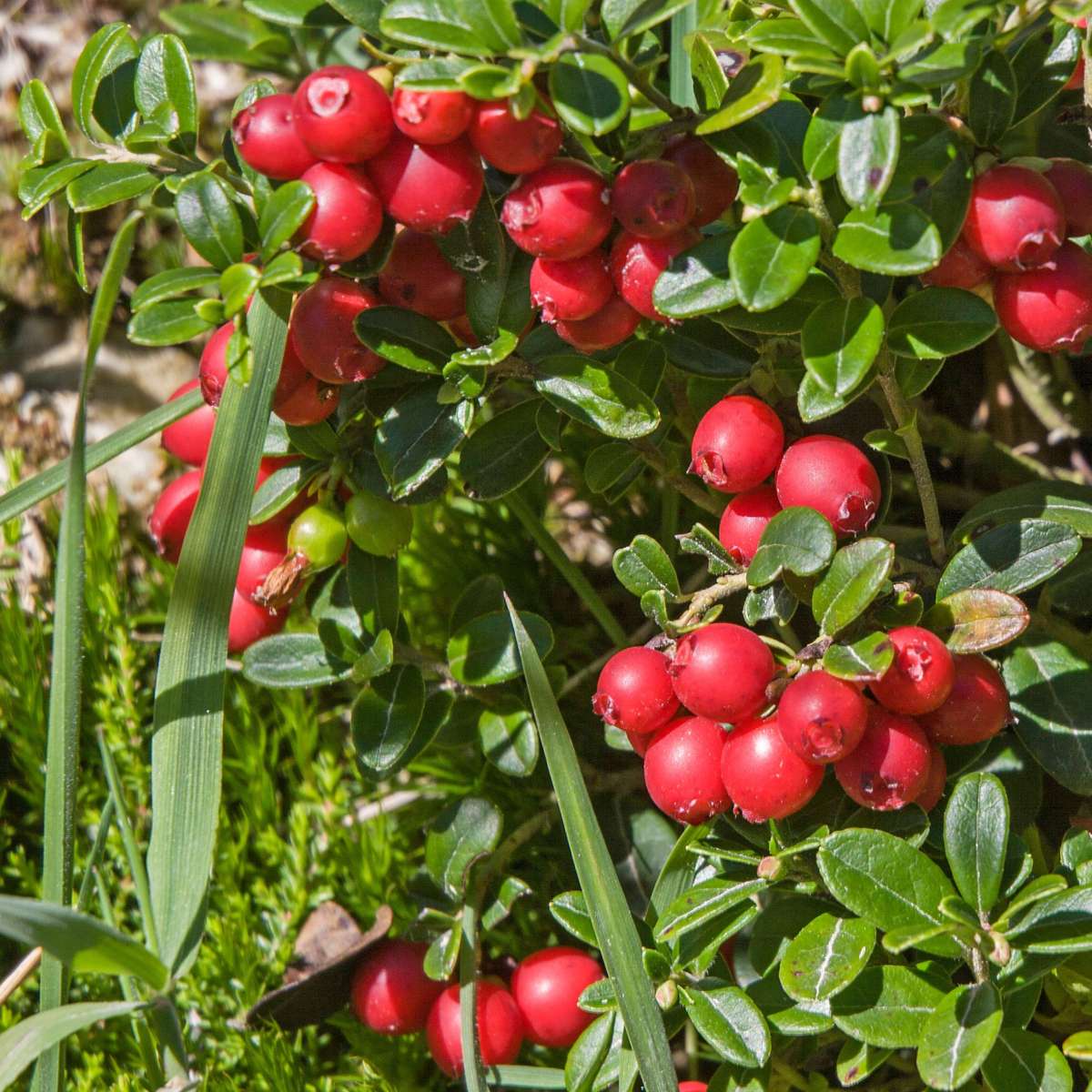Vaccinium Macrocarpon Seeds - Perfect for Nutritious Cranberries