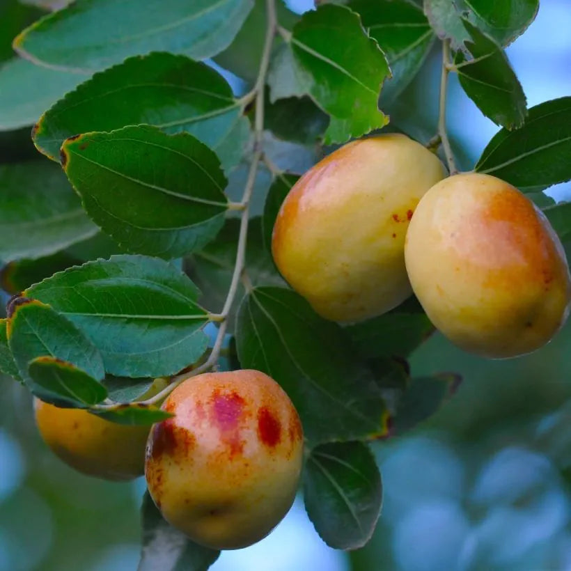 Jujube Zizyphus Fruit Seeds for Planting - Prolific Fruit-Producing Trees for Home Garden, Heirloom Seeds