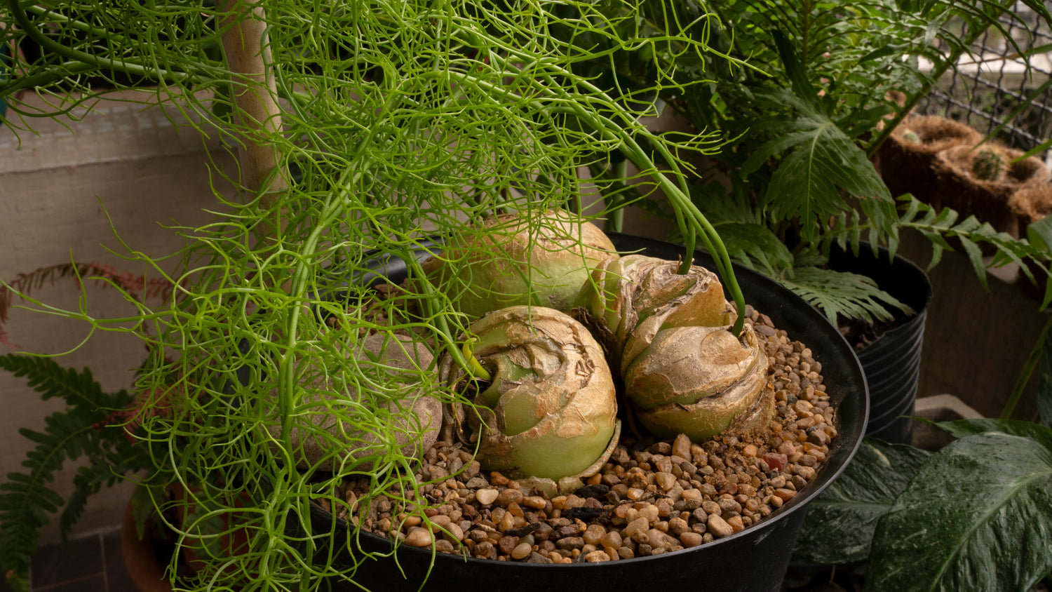 Climbing Onion Allium cepa Plant Seeds for Planting in Vegetable Patch