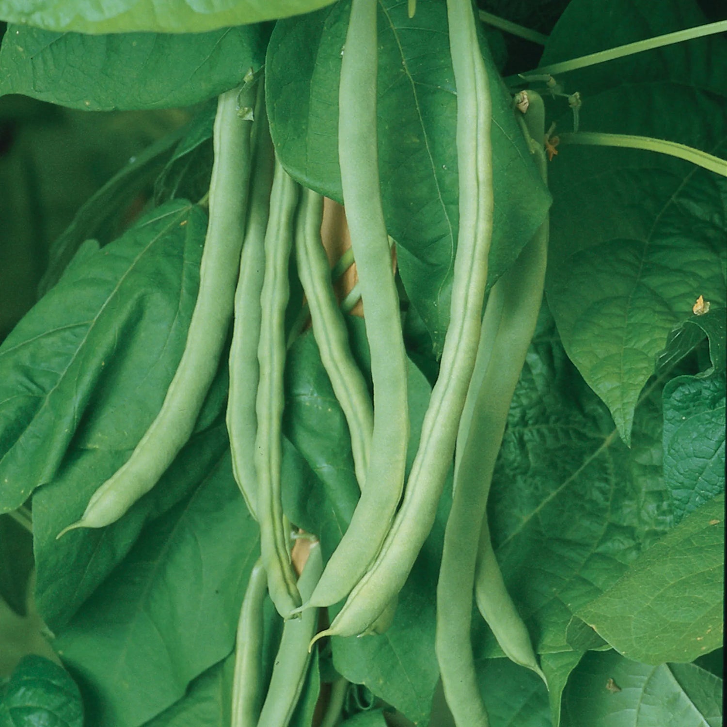 Kentucky Wonder Pole Bean Seeds – Heirloom, Easy to Grow, Non-GMO for Garden & Container Planting