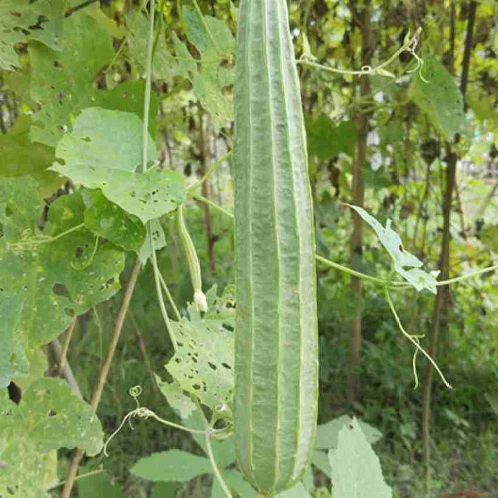 Heirloom Non-GMO Yellow Luffa Vegetable Seeds for Planting – Edible & Sponge Gourd Seeds