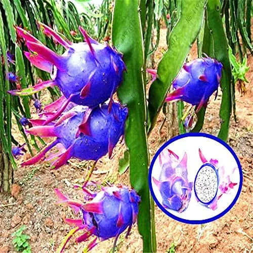 Pitaya Fruit Seeds Easy to Grow Blue 1