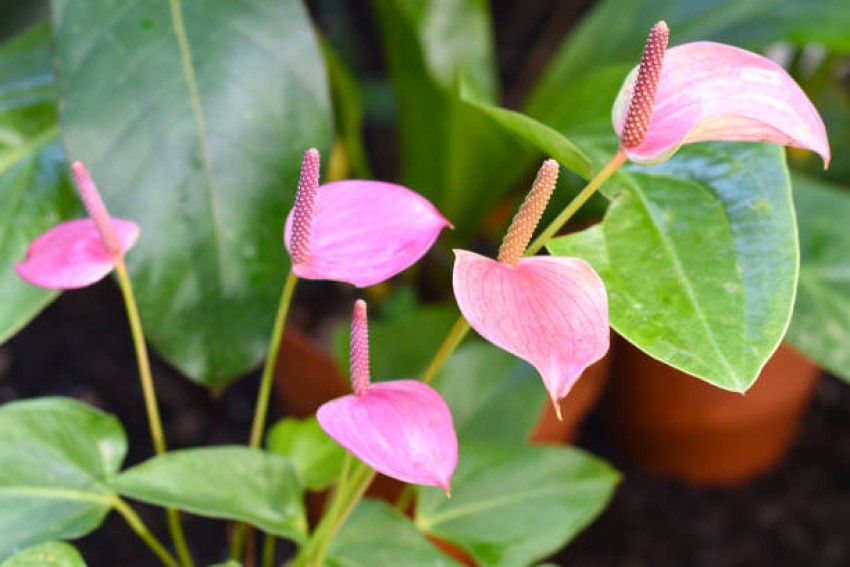Mix Anthurium Flower Seeds for Planting - 100 pcs for planting in your garden.