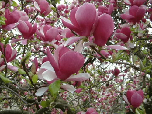 Light Pink Yulan Flower Seeds for Planting - NON GMO Seeds Dhara Seeds