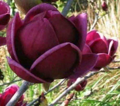 Yulan Magnolia Tulip Flower Seeds for Planting – Heirloom, Non-GMO, Beautiful Blooms for planting in home garden