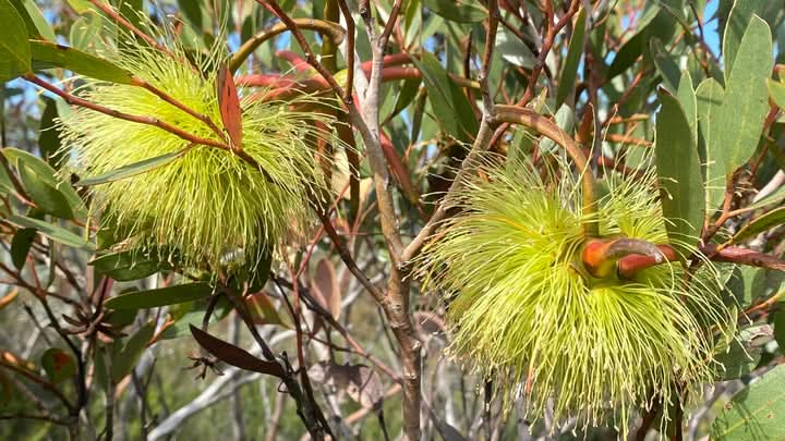 Eucalyptus Lehmannii Flower Seeds for Planting and Gardening