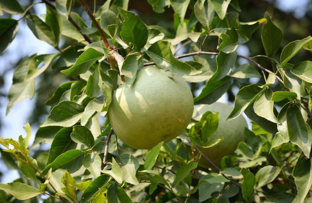 Bael Fruit Seeds (Aegle marmelos)