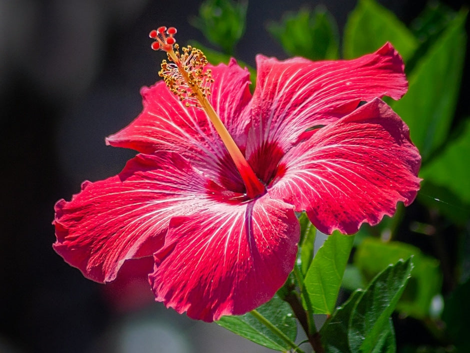 Red and Maroon Hibiscus Flower Seeds Flamboyant Giant Variety for Exotic Planting