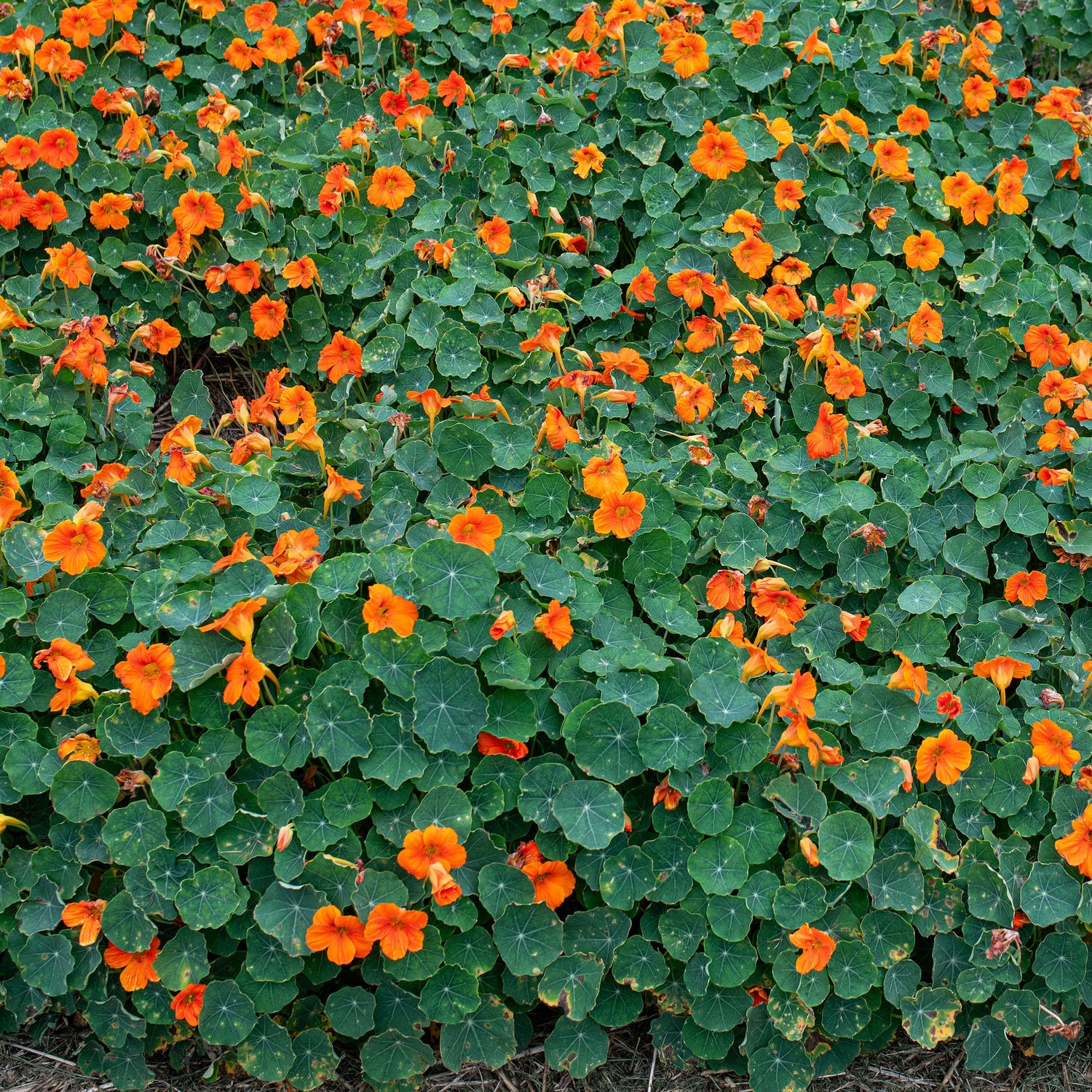 Nasturtium Baby Orange Seeds