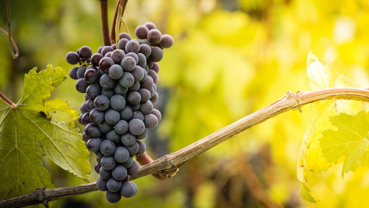 Uva Rara Grape (Vitis vinifera) – Rich, Sweet, and Juicy Table Grape