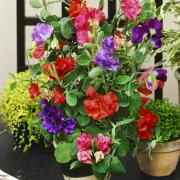 Sweet Peas Royal Mix Bold Multicolor Bloom Seeds