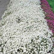 Snow in Summer Silver Foliage White Bloom Seeds