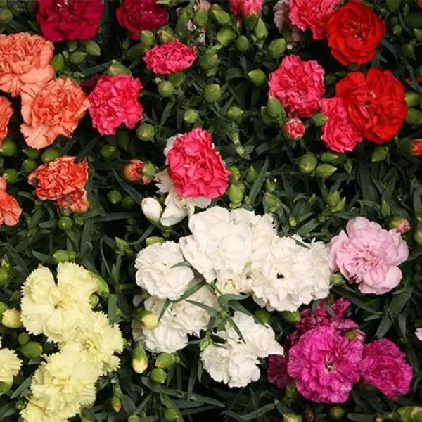 Carnation Dianthus Caryophyllus Flower Seeds for Planting in Home Garden and Balcony Planters
