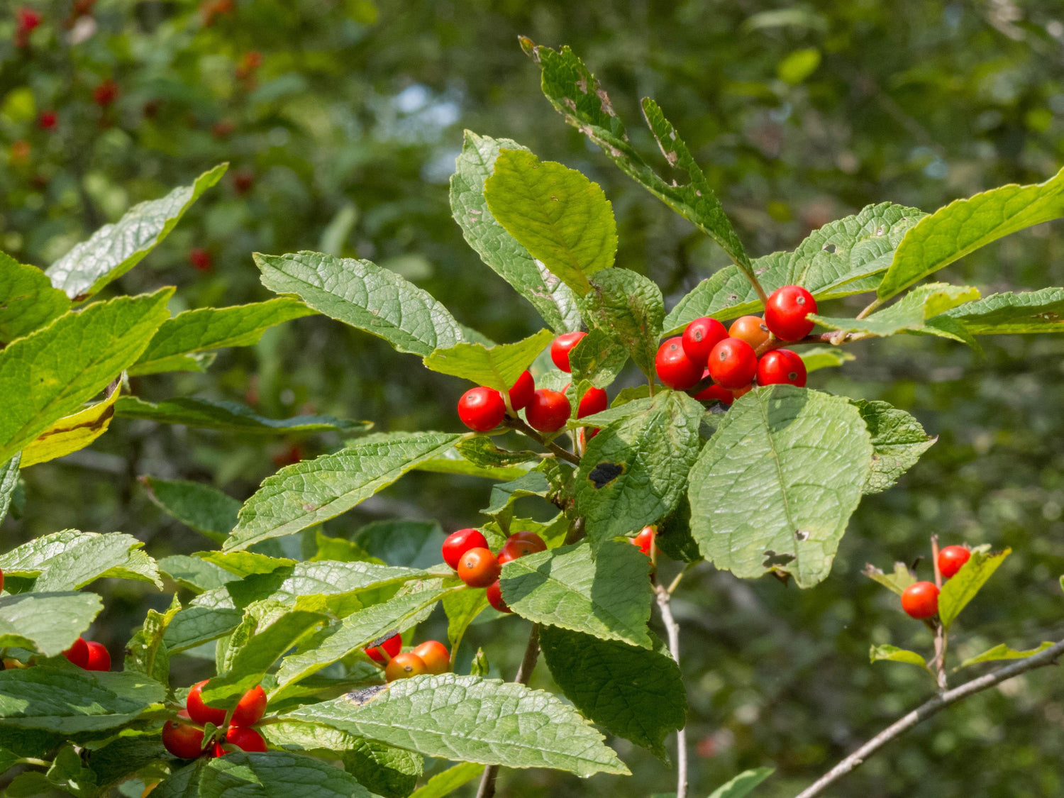 Winterberry Holly Seeds for Festive, Decorative Plants