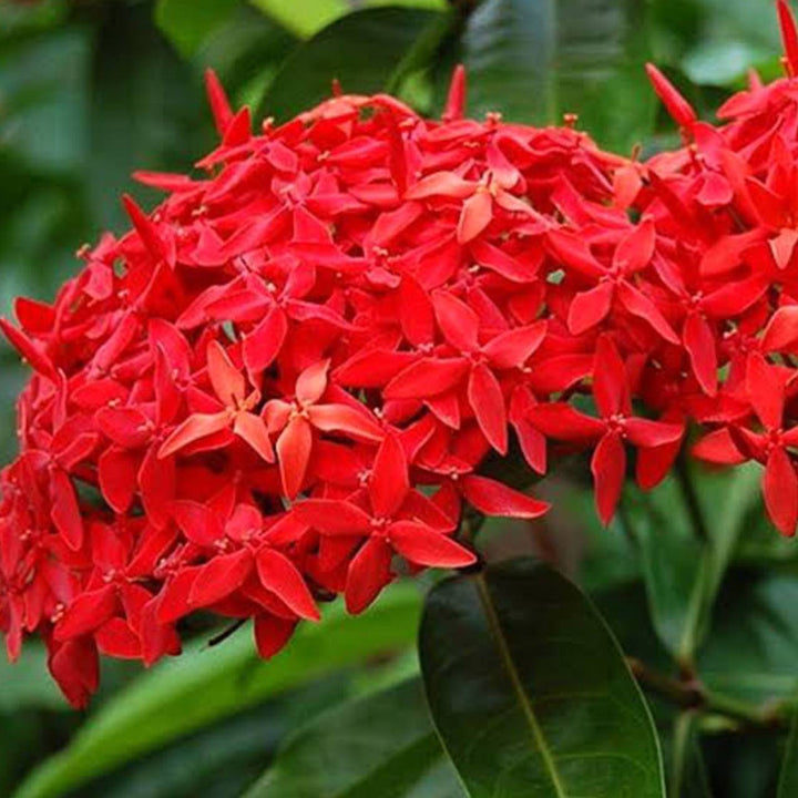 Passi Coccinea Flower Seeds for Planting - 100 pcs