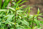 Green Vietnamese Coriander Plant Seeds for Planting- Culinary Gardens Scientific Name Placeholder for planting in home garden