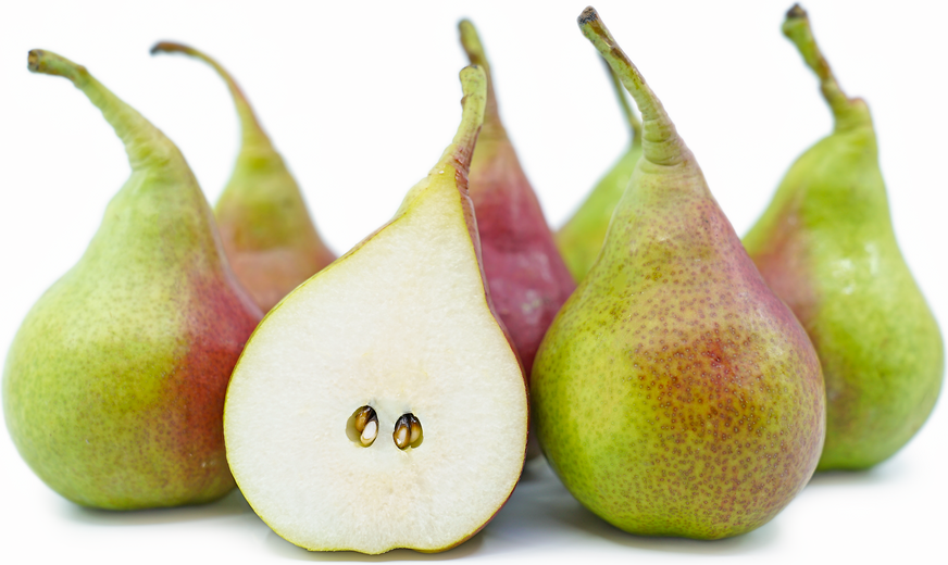 Queen's Forelle Pear Seeds