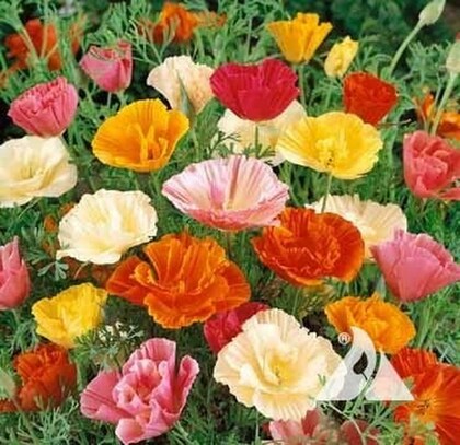 California Poppy Mixed Native Wildflower Seeds