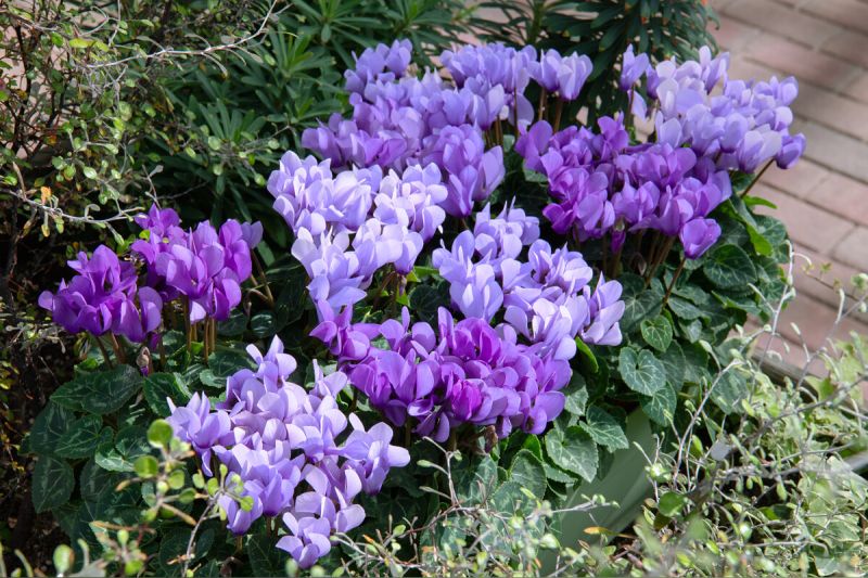 Cyclamen Cyclamen Persicum Blue Flower Seeds for Planting