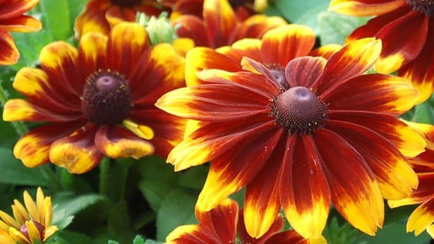 Gloriosa Daisy American Native Wildflower Perennial Seeds