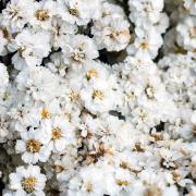 Yarrow Seeds Pearl White Cluster Bloom Seeds