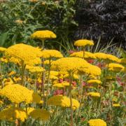 Yarrow Seeds Parker Golden Yellow Wildflower Seeds