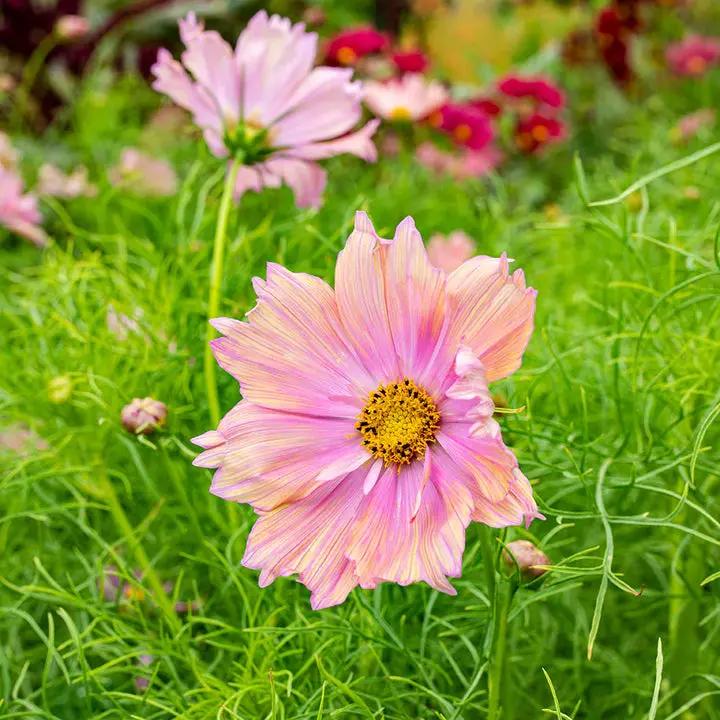 Cosmos Apricotta Flower Seeds for Planting – Soft Peach-Pink Blooms, Heirloom & Non-GMO Dhara Seeds
