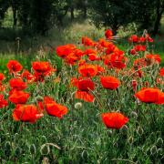 Poppy Red Bright Scarlet Traditional Bloom Seeds