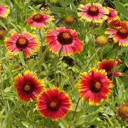 Gaillardia Aristata Hardy Wildflower Bloom Seeds