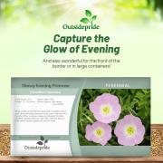 Primrose Showy Evening Large Bright Yellow Night Bloom Seeds