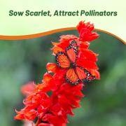 Sage Scarlet Wildflower Bright Red Hummingbird Bloom Seeds