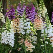 Foxglove Mix Assorted Colors Bloom Flower Seeds