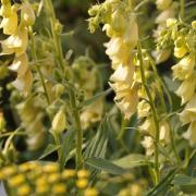 Foxglove Yellow Golden Spire Flower Seeds