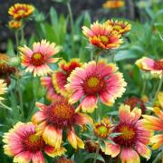 Gaillardia Pulchella Wildflower Beauty Flower Seeds