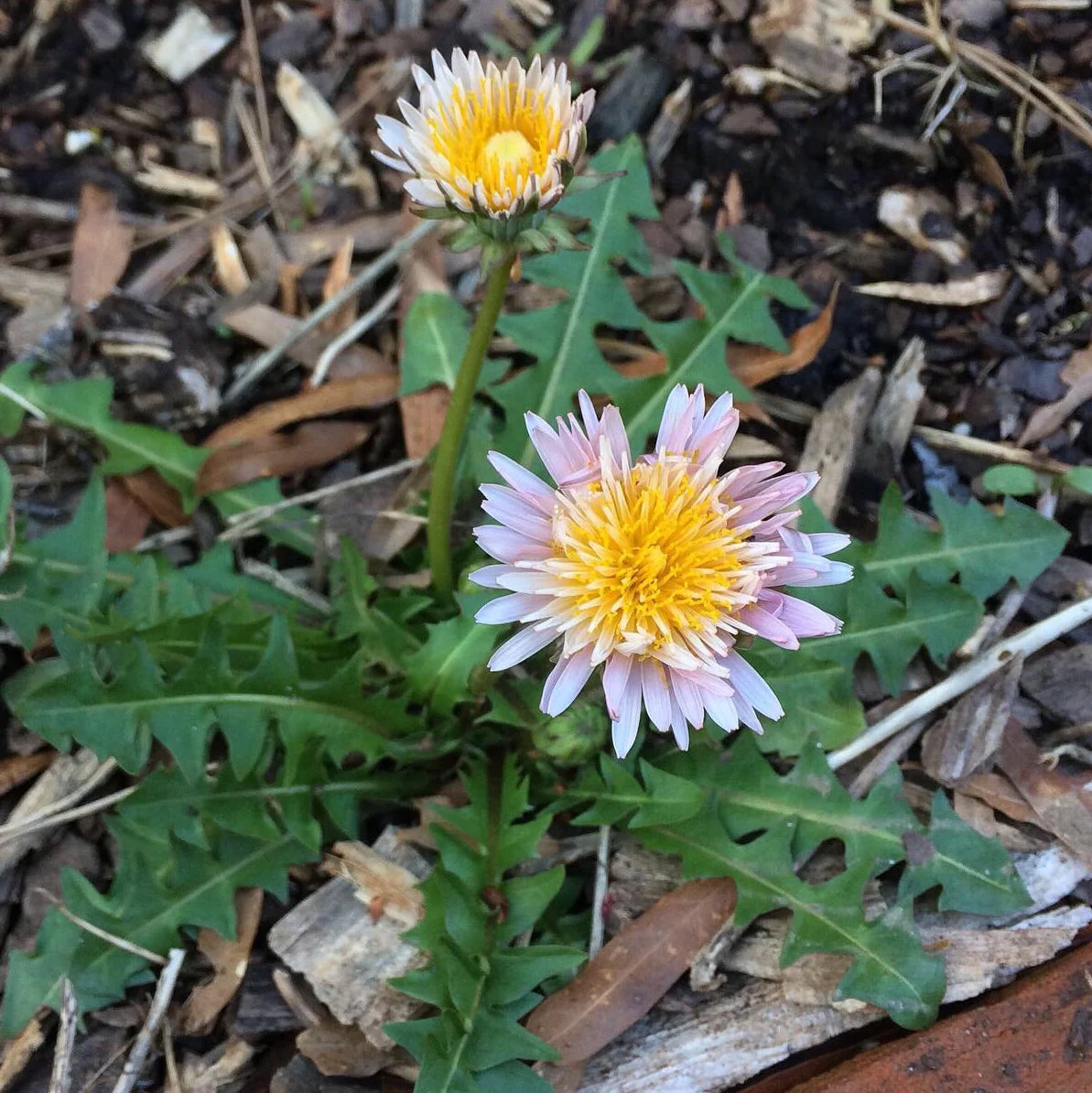 Dandelion Seeds - Pink