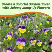 Viola Johnny Jump Up Classic Yellow & Purple Bloom Seeds