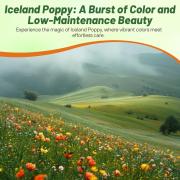 Poppy Iceland Hardy Colorful Arctic Bloom Seeds