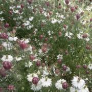 Nigella Marbles Multi-Patterned Unique Bloom Seeds