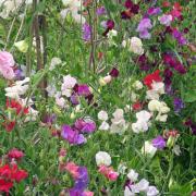 Sweet Peas Pearl Mix Soft Pastel Multicolor Bloom Seeds