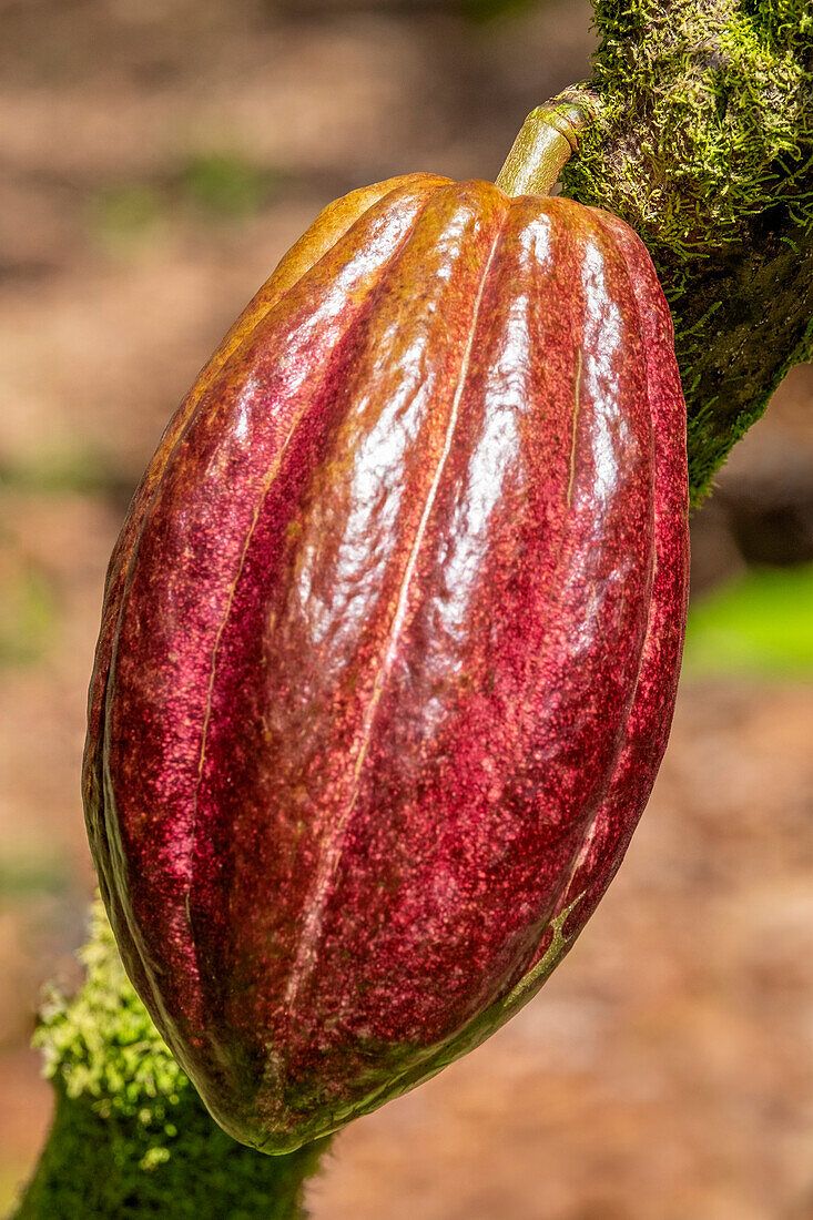 Chocolate Fruit (Theobroma bicolor)