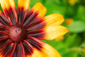 Dhara Seeds Gloriosa Daisy Seeds
