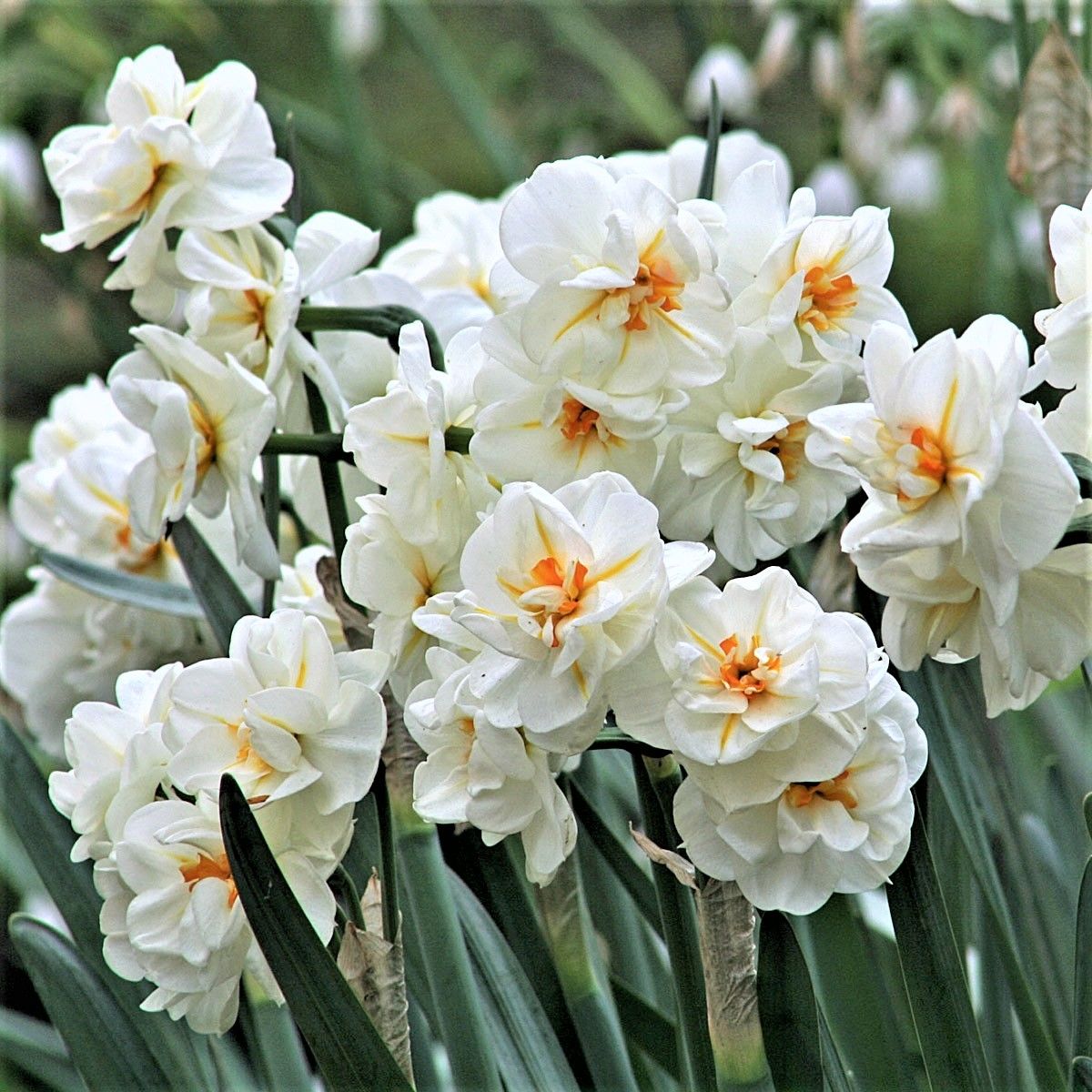 Daffodil Bulbs (Double) - Sir Winston Churchill