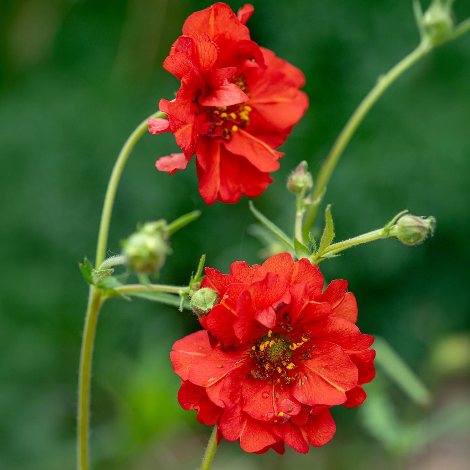 Geum Red Dragon Seeds