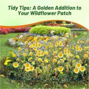 Tidy Tips Golden & White Wildflower Seeds