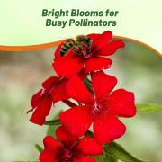 Phlox Scarlet Bright Scarlet Eye-Catching Bloom Seeds