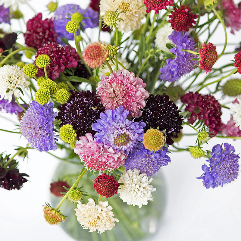 Sweet Scabious Formula Mix