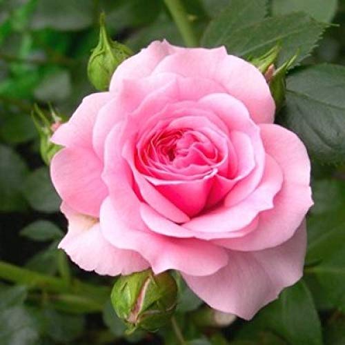Rosa Seeds Rose Flower Seeds for Planting in Garden Beds and Landscape Borders
