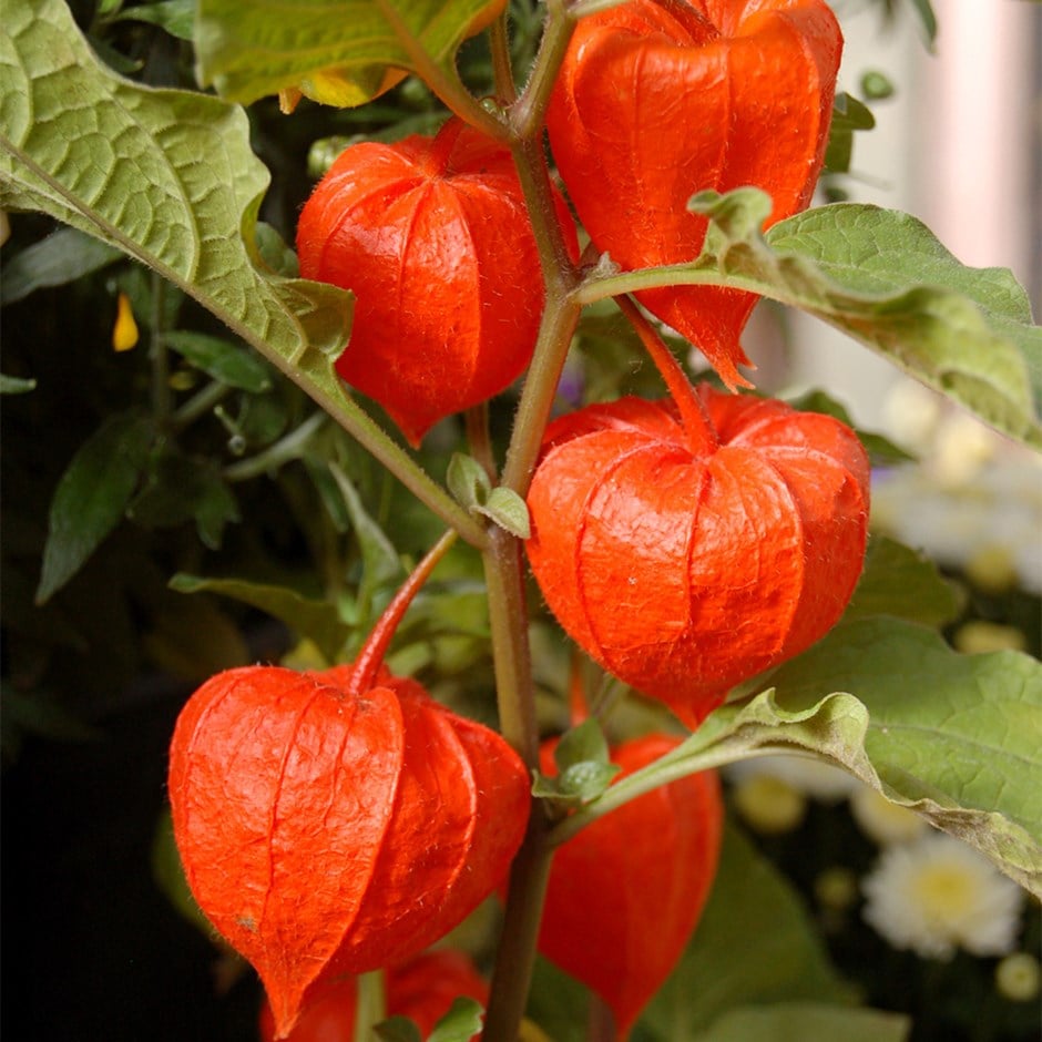 Physalis Alkekengi Seeds for Unique Decorative and Edible Plants