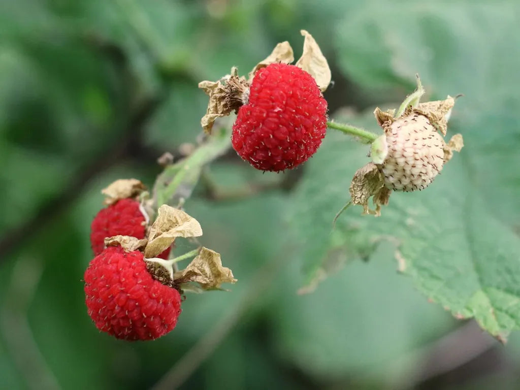 Thimbleberry Fruit Seeds for Planting - Growing Tangy and Tart Wild Berries, Heirloom & Non-GMO Seeds