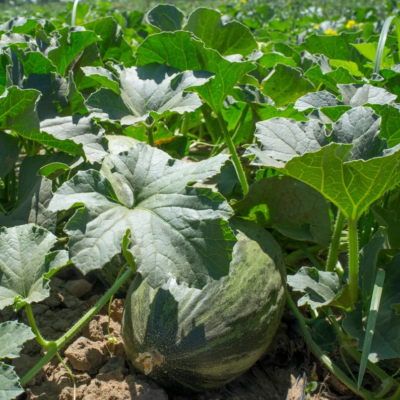 Green Toadskin Melon Fruit Seeds - Exotic Melons with a Unique Appearance